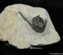 Long Spined Cyphaspis Eberhardiei Trilobite #1521-1